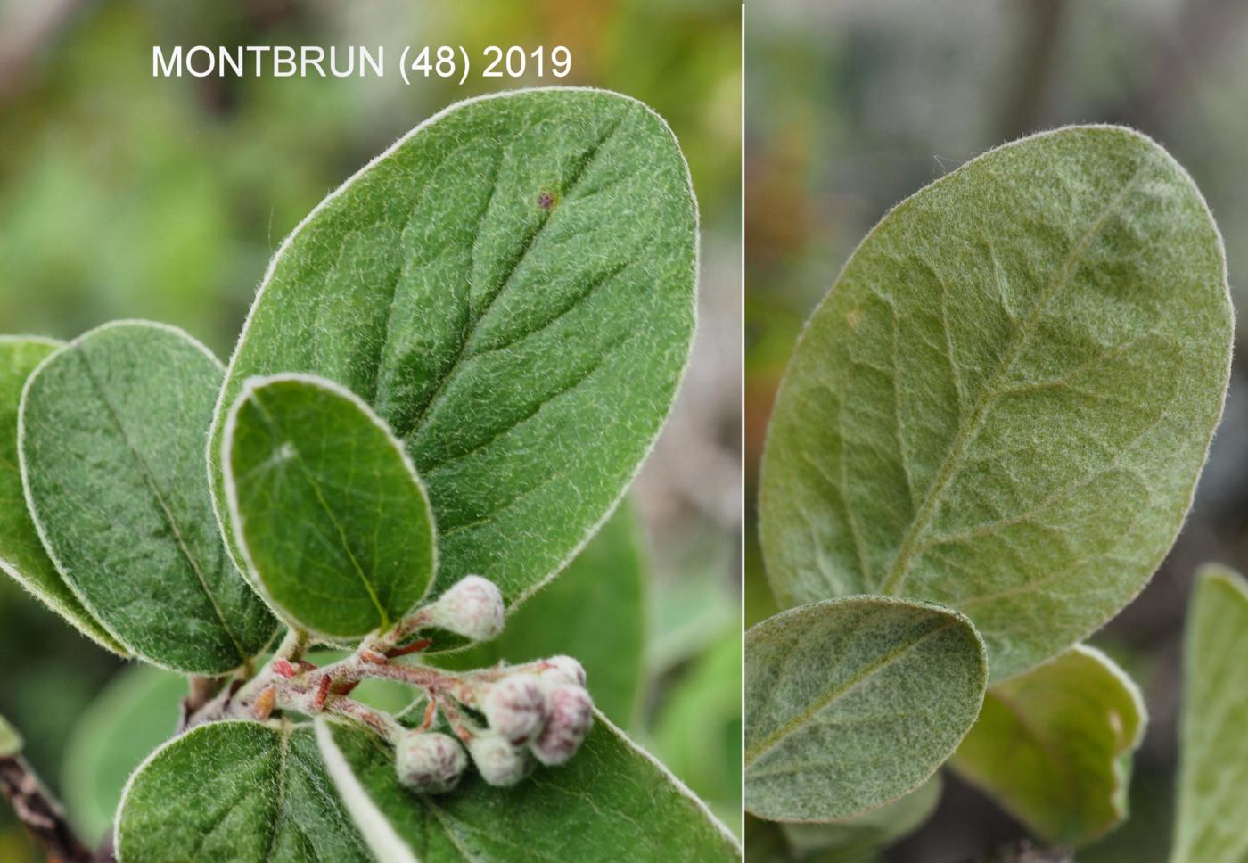 Cotoneaster, [Wooly] leaf